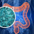 LA MICROBIOTA INTESTINAL